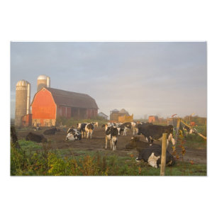 Foto vacas leiteiras Holstein fora de um celeiro ao nas