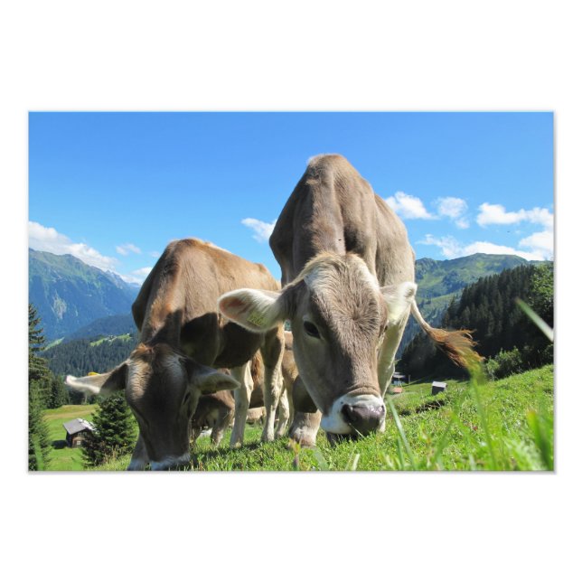 Foto Vacas na Áustria (Frente)