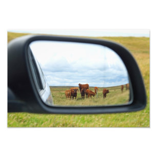 Foto Vacas no espelho