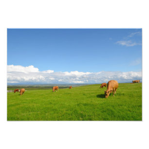 Foto Vacas pastando em um prado na Irlanda impressão fo