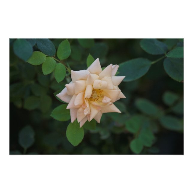 Foto Vanilla Rosa (Frente)