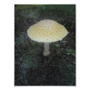 Foto Variedades Formosa de Muscaria do amanita - 01