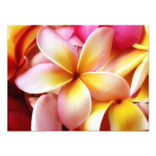Foto Vazio personalizado flor de Havaí do Frangipani d