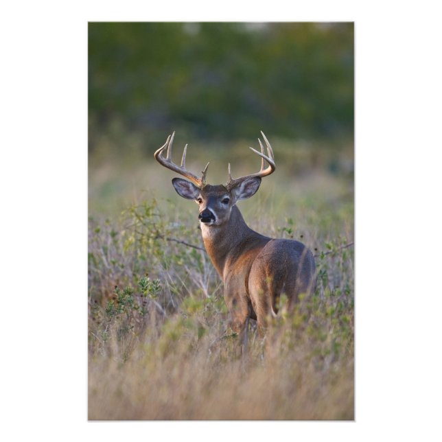 Foto veado-de-cauda-branca Odocoileus virginianus (Frente)