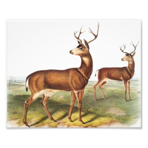 Foto Veado-de-cauda-negra colombiano (Cervus Richardson