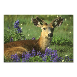 Foto Veado-de-cauda-preta, Odocoileus hemionus