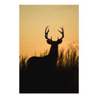 veado-mateiro Odocoileus virginianus)