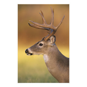 Foto Veado-mateiro, Odocoileus virginianus,