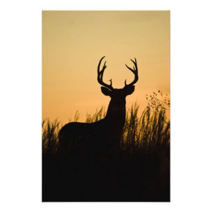 Foto veado-mateiro Odocoileus virginianus)