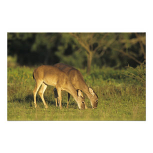Foto Veado-mateiro, Odocoileus virginianus