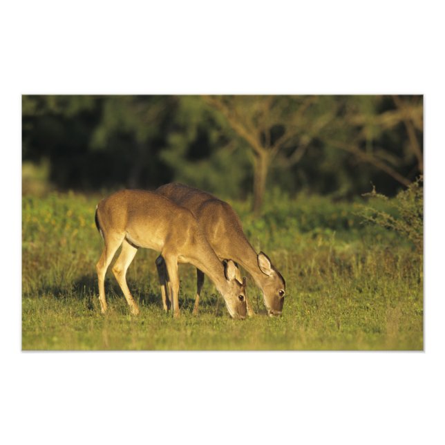 Foto Veado-mateiro, Odocoileus virginianus (Frente)