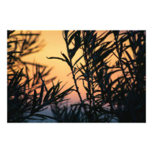 Vegetação no pôr do sol