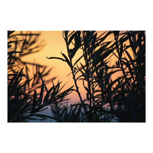 Foto Vegetação no pôr do sol (Frente)