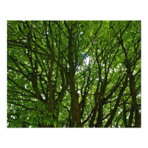 Foto verde louca da árvore