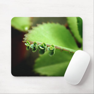 Foto verde Mousepad da natureza da planta dos