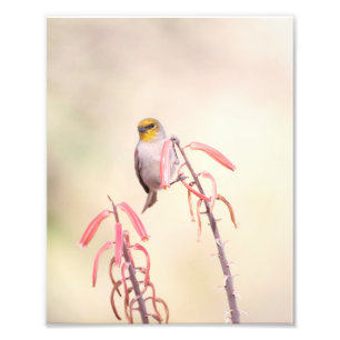 Foto Verdin pousado no penstemon