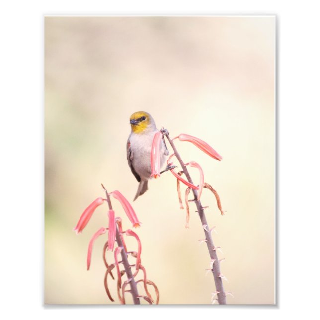 Foto Verdin pousado no penstemon (Frente)