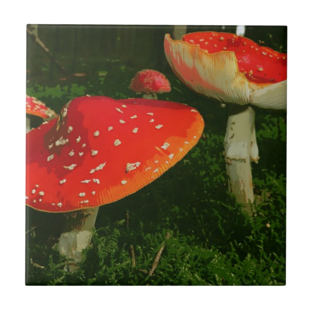 Foto vermelha dos cogumelos de Muscaria do amanita (Frente)