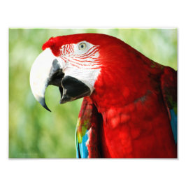 Foto Vermelho Brilhante