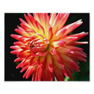 Foto Vermelho E Amarelo Dahlia 10x8 Flor Fechar