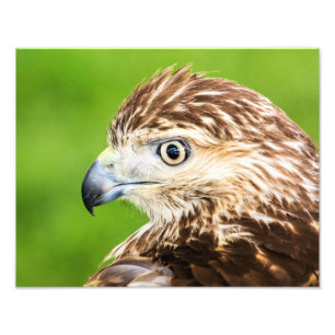 Foto Vermelho juvenil falcão atado