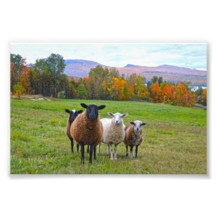 Foto Vermont Sheep no outono