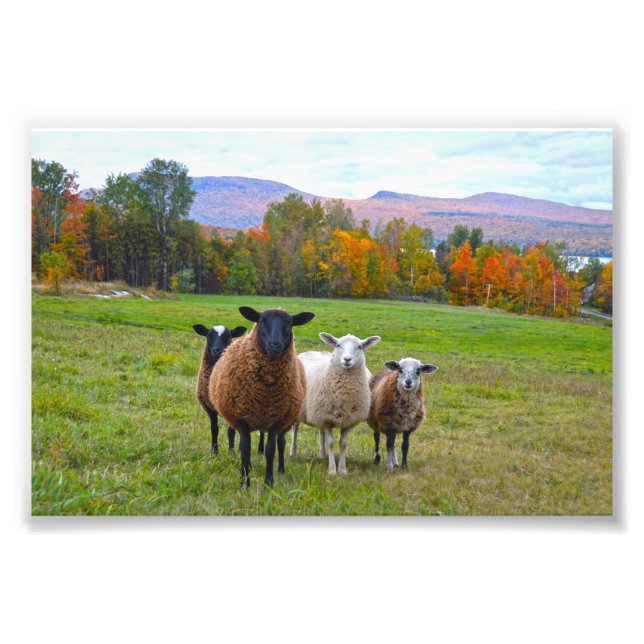 Foto Vermont Sheep no outono (Frente)