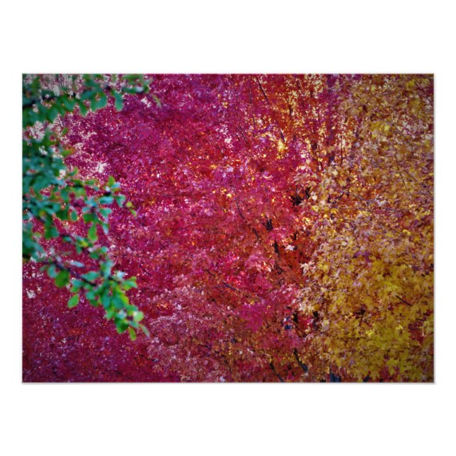 Foto "Vibrância natural" (Frente)