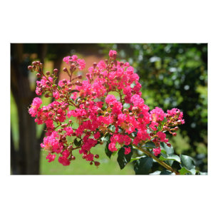 Foto Vibrant crepe myrtle busle