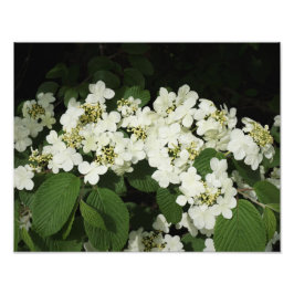 Foto Viburno branco de 14"x11"