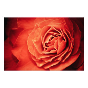 Foto vida cor-de-rosa