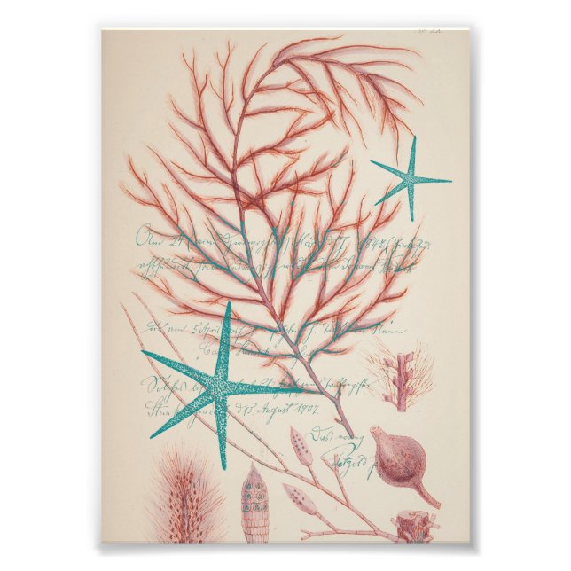 Foto Vida marinha (Frente)