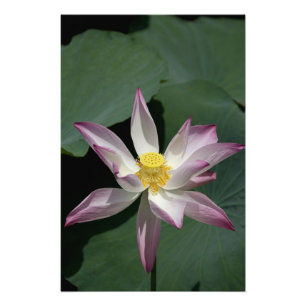 Foto Vietnã, perto de Saigon) Meu Tho. Vinh Trang 2