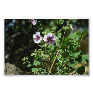 Foto Vigiando flores
