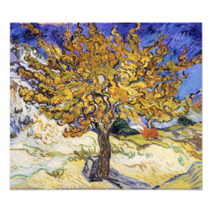 Foto Vincent van Gogh - A Amoreira