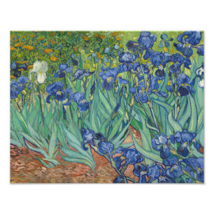 Foto Vincent van Gogh - Irrises