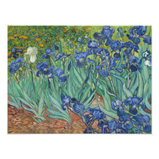 Foto Vincent van Gogh - Irrises