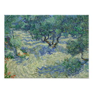 Foto Vincent van Gogh - Olive Orchard