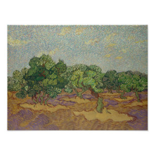 Foto Vincent van Gogh - Oliveiras