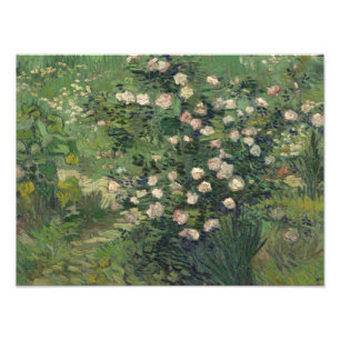 Foto Vincent van Gogh - rosas