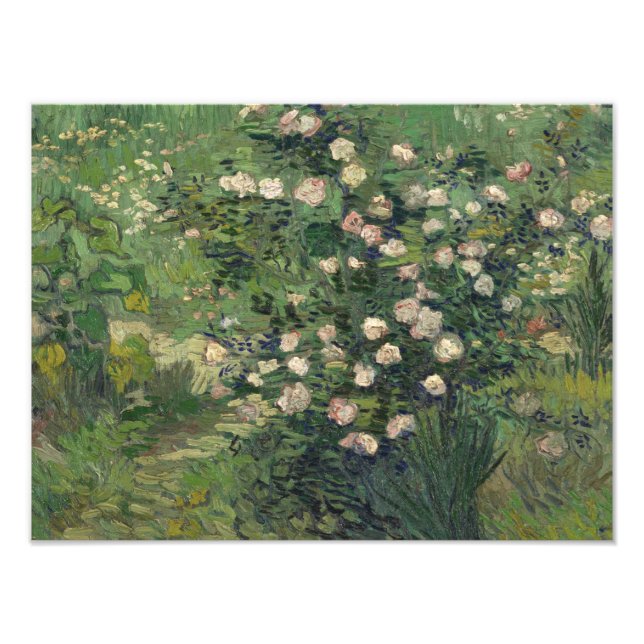 Foto Vincent van Gogh - Rosas (Frente)