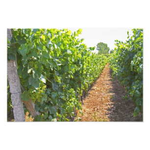 Foto Vinhas com formação elevada em fios apoiados por: