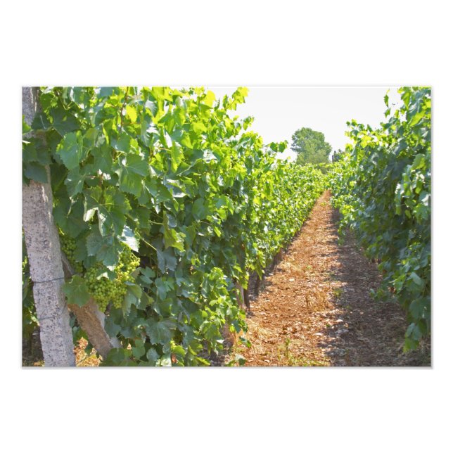 Foto Vinhas com formação elevada em fios apoiados por: (Frente)