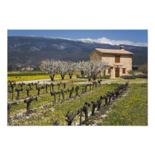 Foto Vinhedo dormente, flores de frutas, casa de pedra,
