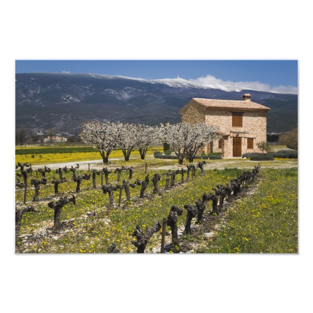 Foto Vinhedo dormente, flores de frutas, casa de pedra, (Frente)