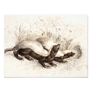 Foto Vintage 1800s Mel Badger Bee Hive Modelo