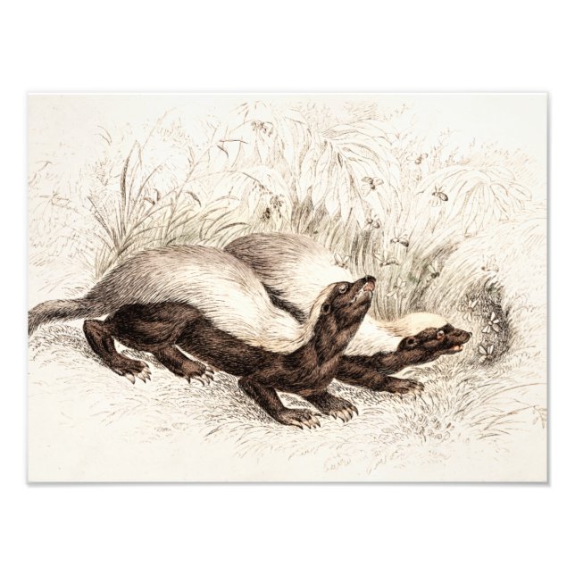 Foto Vintage 1800s Mel Badger Bee Hive Modelo (Frente)