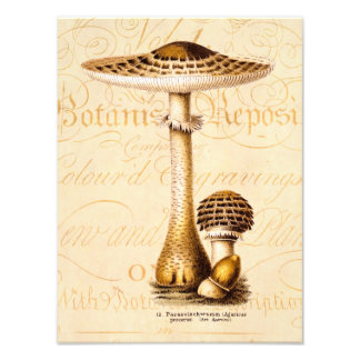 Foto Vintage 1800s Mushroom Agricus Modelo