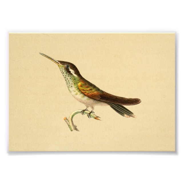 Foto Vintage 1830 Hummingbird Impressão Vermelho Verde (Frente)