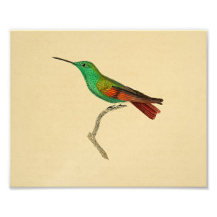 Foto Vintage 1830 Impressão de Hummingbird Vermelho Ve